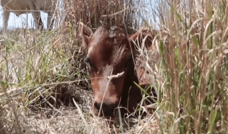 La mucca madre continua a nascondere il suo vitello appena nato per evitare che venga portata via