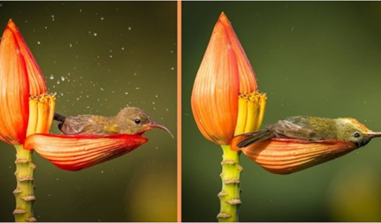 Un fotografo cattura un uccellino usando un petalo di fiore come vasca da bagno