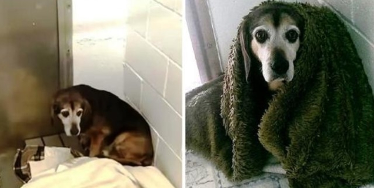Dopo 764 giorni di distanza, si chiede se il cane anziano scomparso lo riconoscerà di nuovo