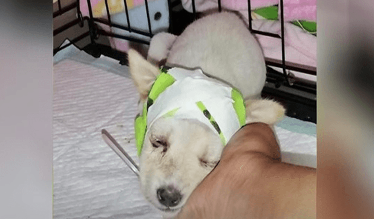 Cucciolo randagio con il cranio rotto sorprende i veterinari quando si sveglia pronto per una nuova vita