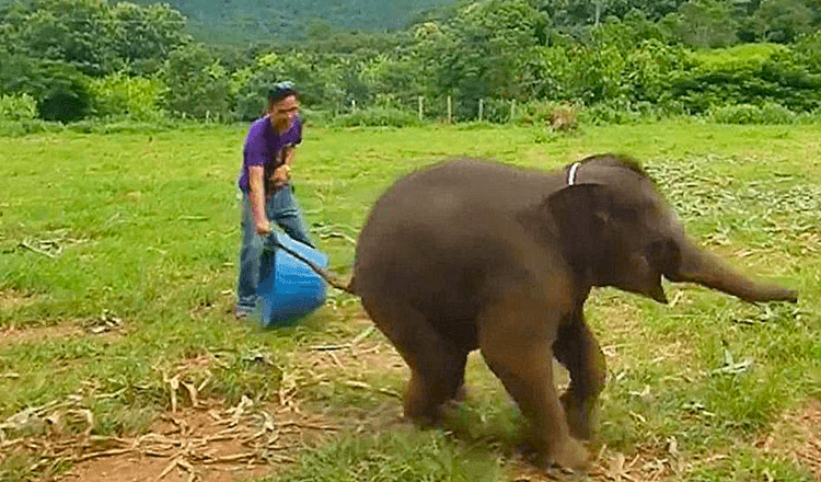 Raro filmato mostra un allegro elefantino di sei mesi che ride durante il gioco alla riserva naturale