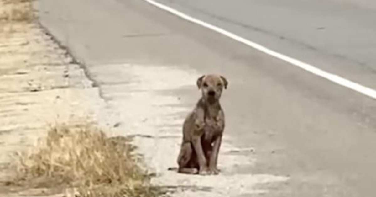 Cane spaventato e triste seduto sul ciglio della strada senza il suo cappotto lucido in cerca di amore