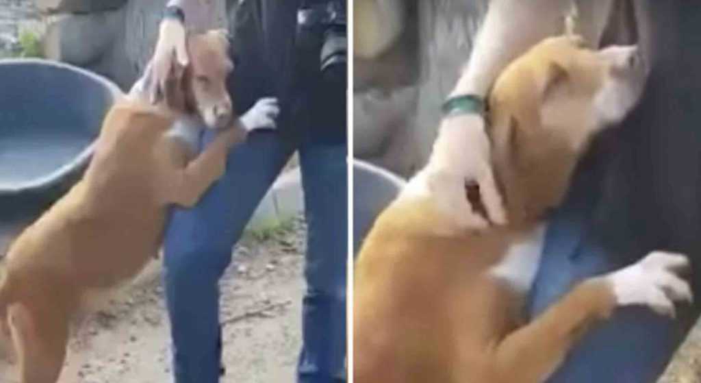 Il cane triste abbraccia il giornalista finché non decide di adottarla