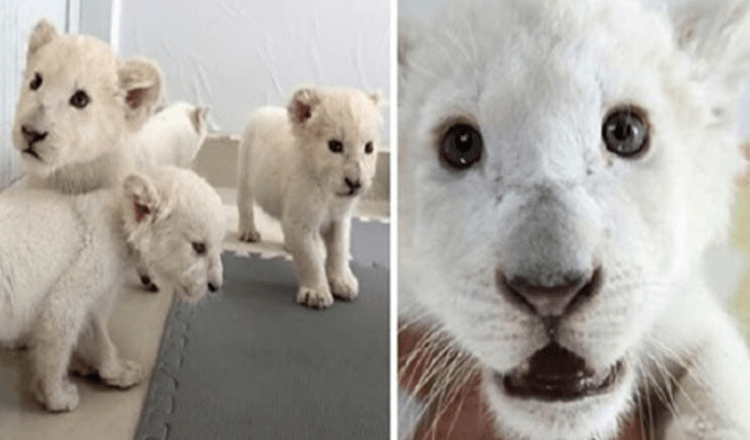 Quattro gemelli di leone bianco estremamente rari nati al Safari Park