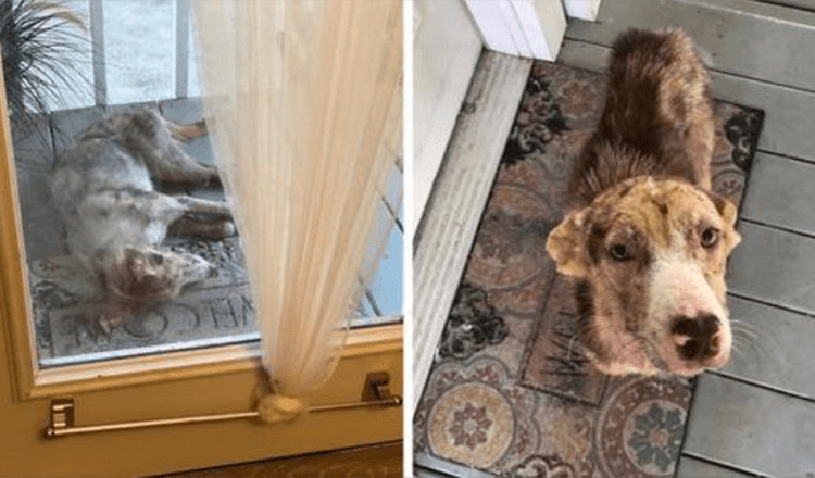 Il povero cane randagio si presenta sulla veranda della famiglia e si rifiuta di andarsene