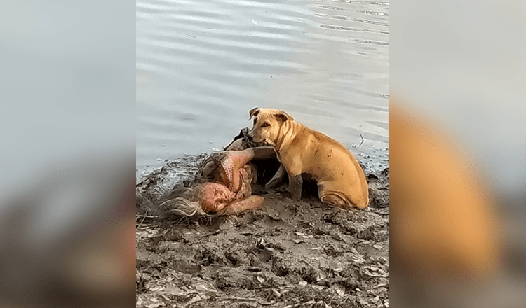 Cane randagio trova e protegge una donna anziana cieca in riva al fiume