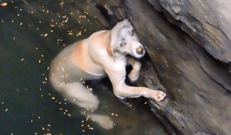Un cane che sta annegando grida aiuto e nessuno lo sente