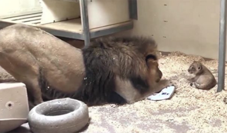 Bel filmato mostra il maestoso leone che si accovaccia per incontrare il suo cucciolo per la prima volta