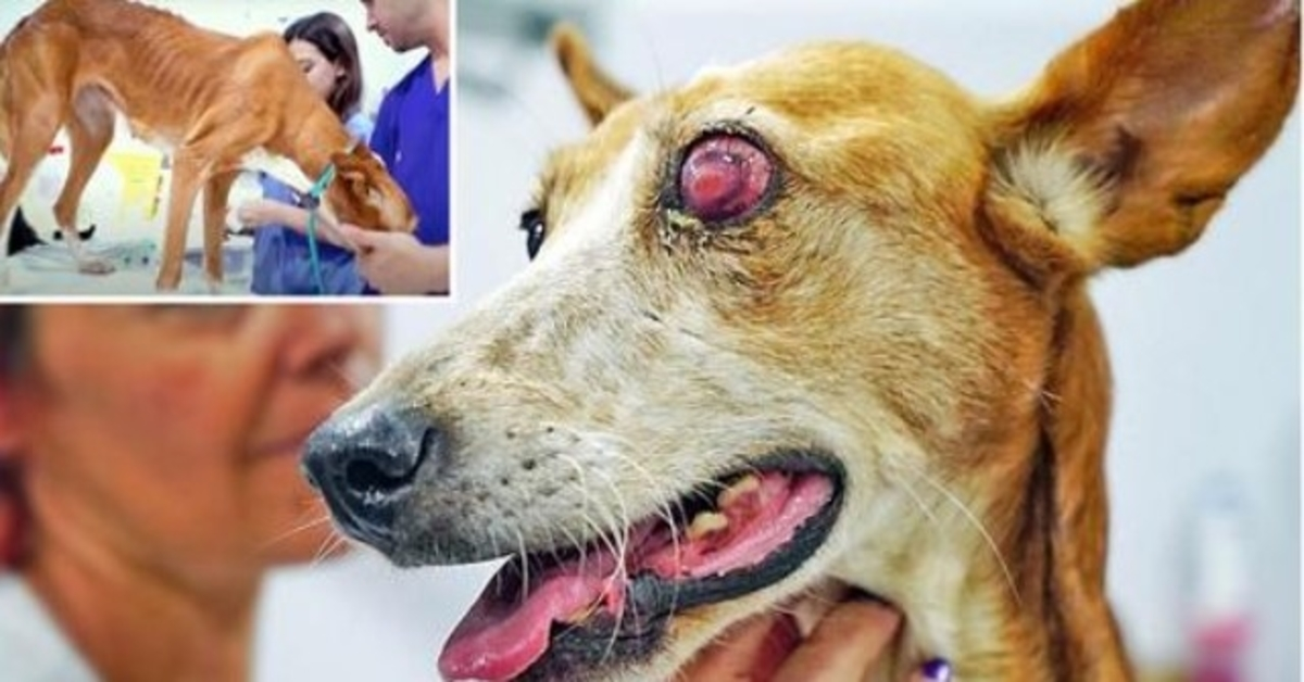 Cane da caccia maltrattato ha rinunciato alla vita dopo che il proprietario l’ha ritenuta “inutile” e l’ha scaricata