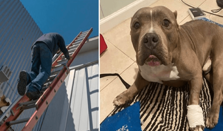 Il cane eroico si fa male alla zampa per salvare la vita del suo proprietario dopo l’incidente