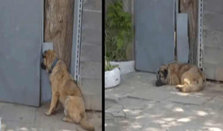 Il cane si rifiuta di lasciare il cancello dopo che il proprietario lo ha cacciato perché era troppo “gentile”