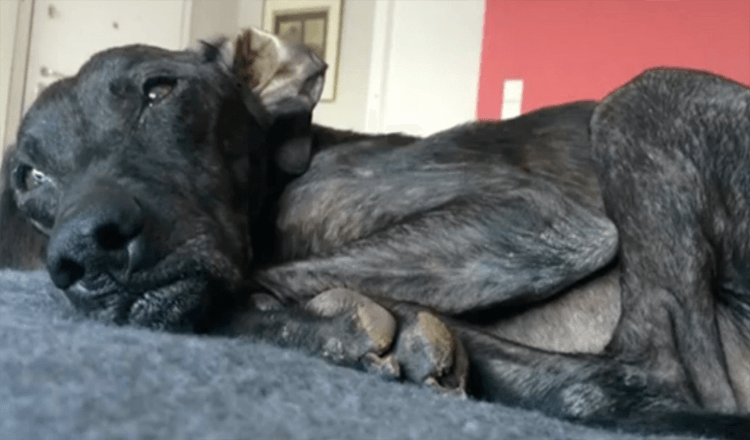 Il cane aspetta 9 anni in un rifugio prima di trovare una casa adottiva amorevole