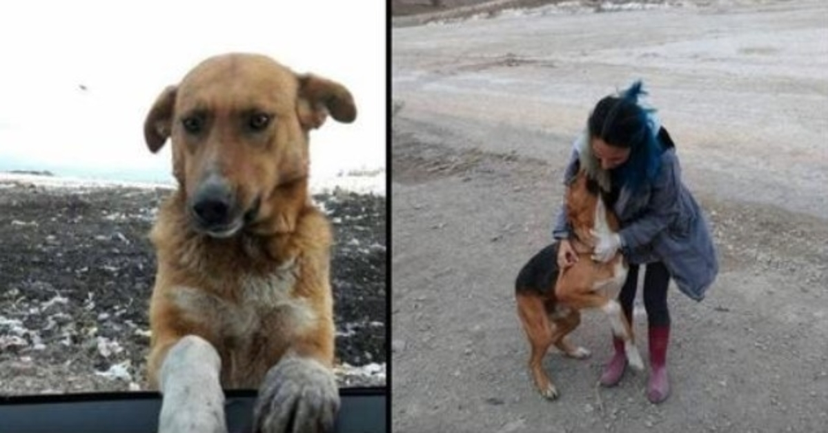 Un cane che viveva in una discarica implorò la gente di portarlo a casa, ma nessuno lo fece