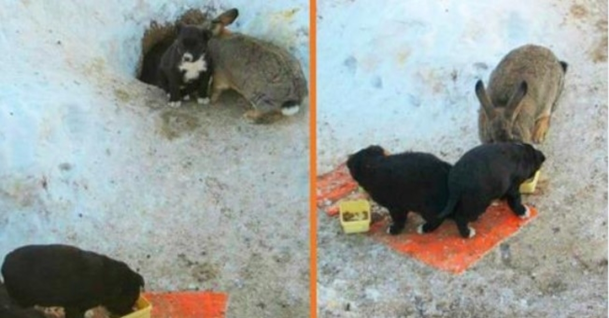 Coniglio adotta tre cuccioli randagi, li protegge, li tiene nutriti e al caldo