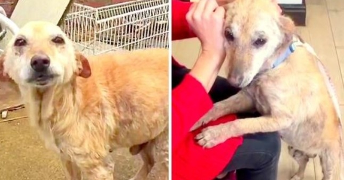 Il veterinario ha chiesto di sopprimere il cucciolo indesiderato, ma il cucciolo triste vuole ancora vivere