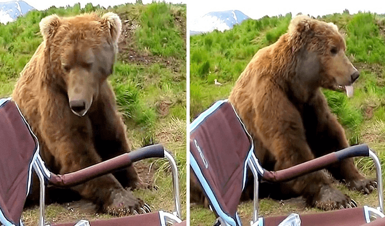 Orso si sveglia dal pisolino e si avvicina a un camper e si siede proprio accanto a lui