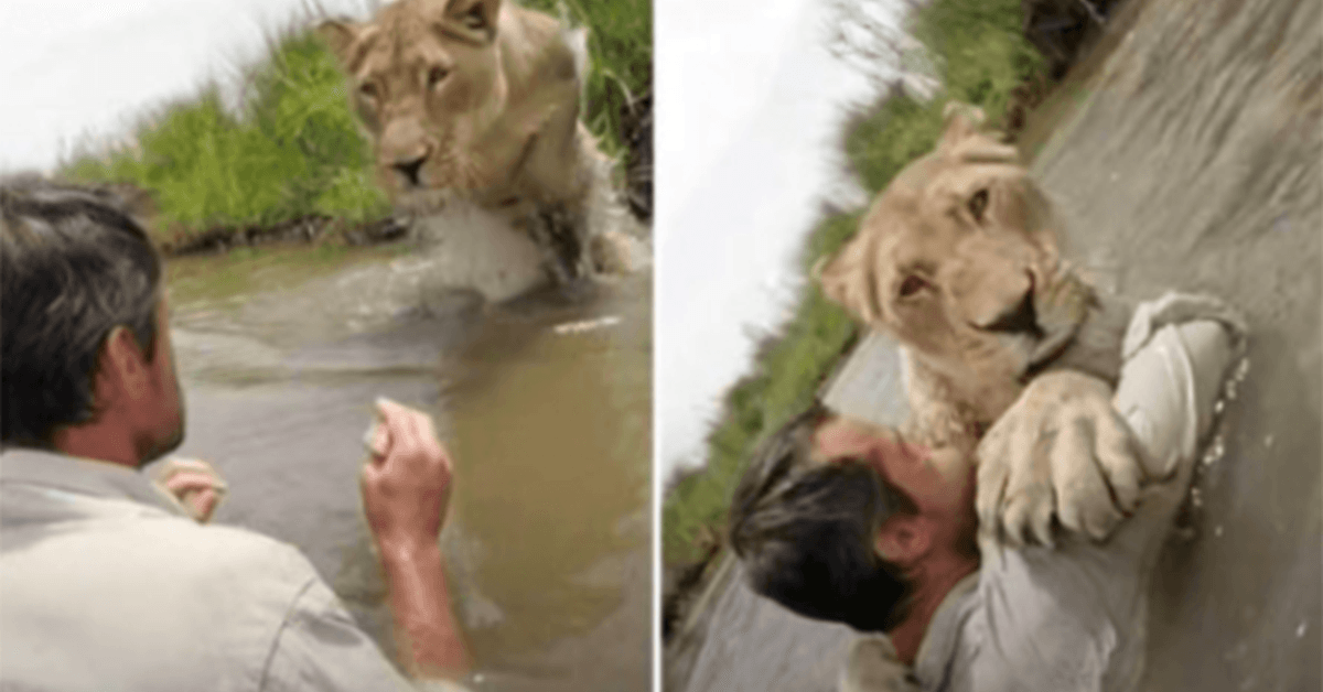 Incredibile video di una leonessa che salta nel suo uomo salvatore quando si riunisce con lui dopo 7 anni