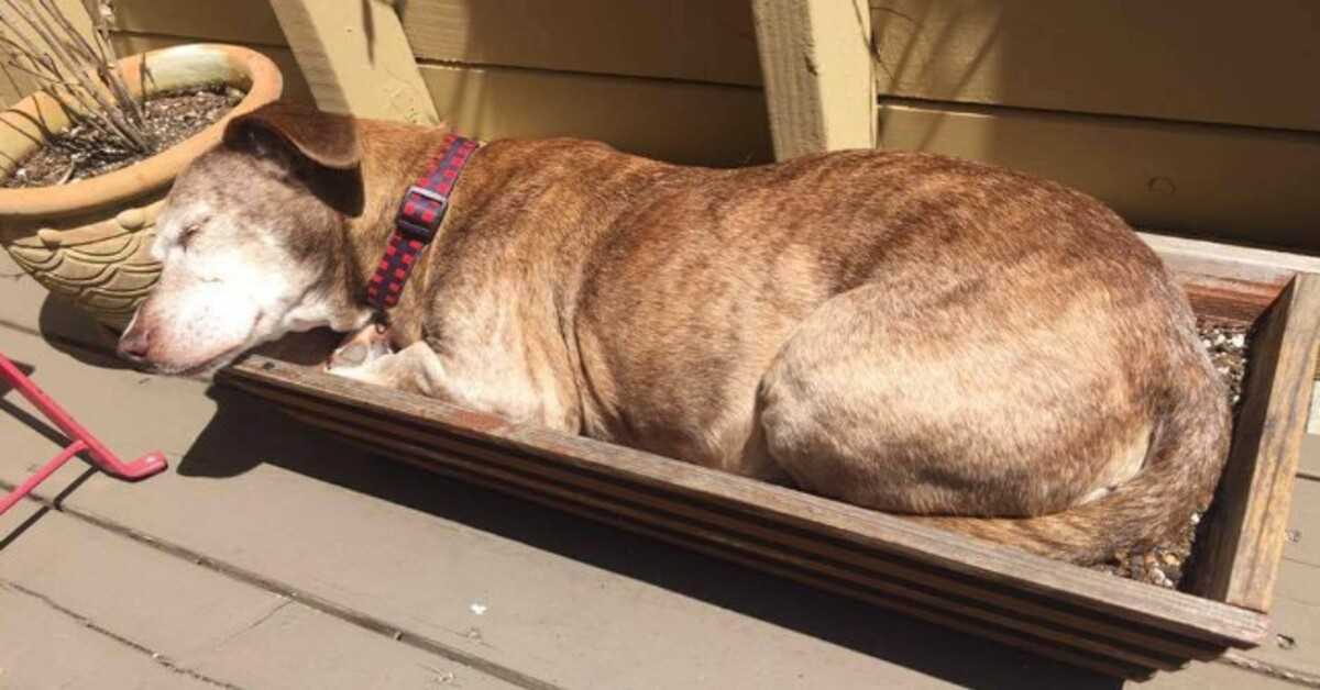 Dopo 11 anni in strada, il cane sordo è finalmente al sicuro