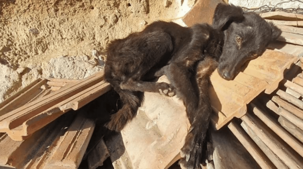 Trovato in un garage fatiscente, un cane affamato inizia a scodinzolare all’arrivo dei soccorritori