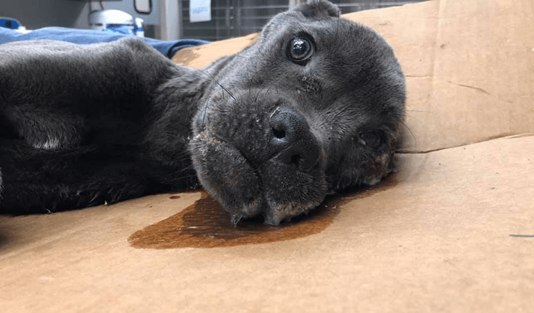 Il cucciolo vittimizzato lasciato sull’autostrada riceve un cartello per ricordargli che ne vale la pena