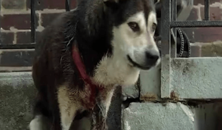 Cane torturato dal collare del cucciolo, trascurato e poi curato