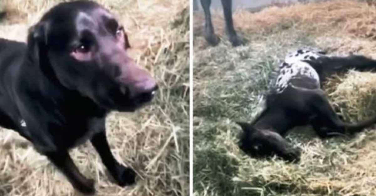 Il cane arriva di corsa per salutare il puledro appena nato, ma il puledro giace immobile a terra