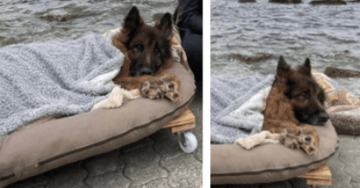 Cane vecchio e paralizzato che è stato abbandonato, incontra il mare e il vero amore prima di morire