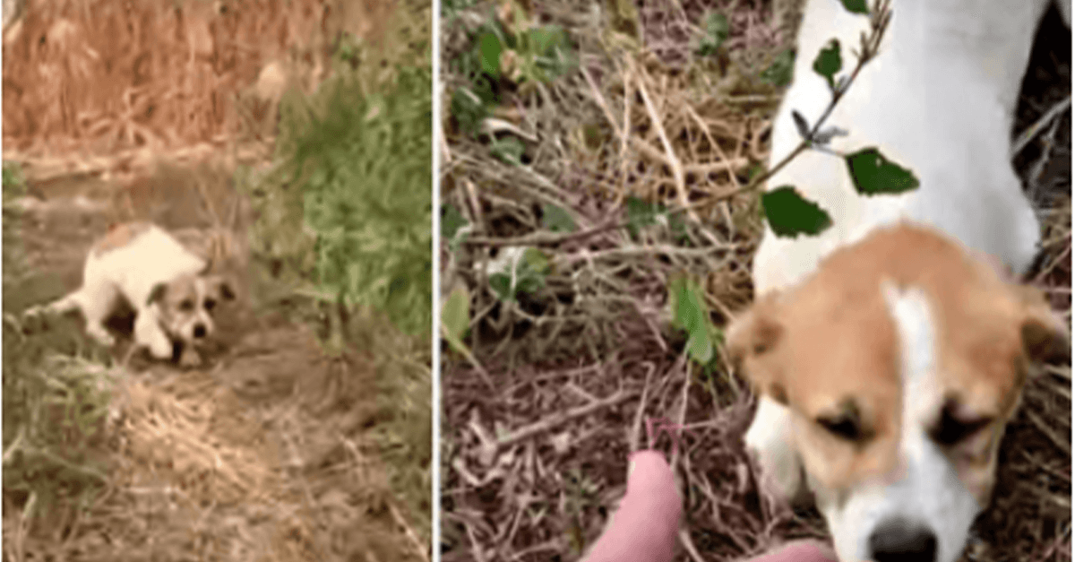 Cucciolo ferito stanco di correre scava in profondità per accettare la sua mano prima che il cielo erutti