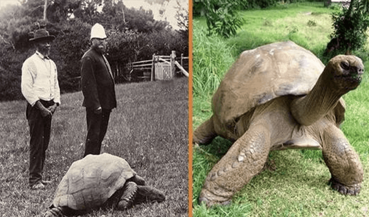 Jonathan, una tartaruga di 189 anni, è stata fotografata nel 1902 ed è ancora viva oggi (+8 foto)