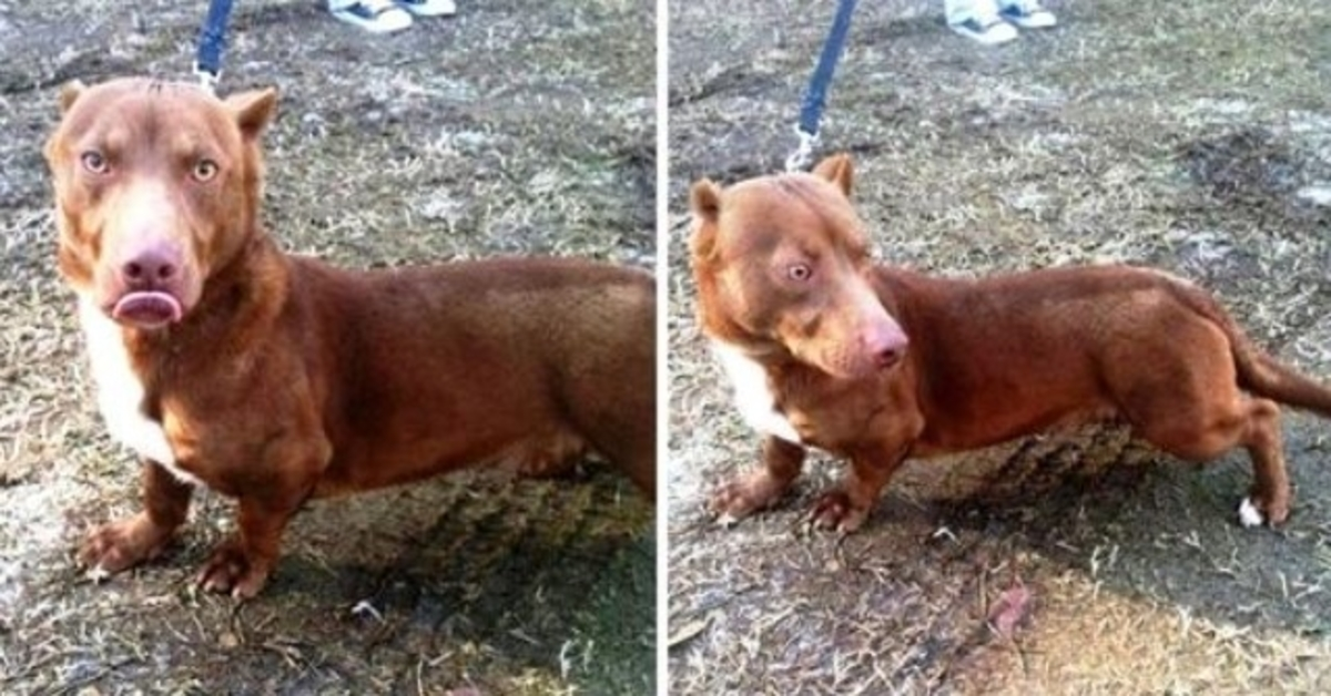 Uno strano cucciolo di “pitbull-bassotto” vaga nel cortile di un uomo e chiede aiuto