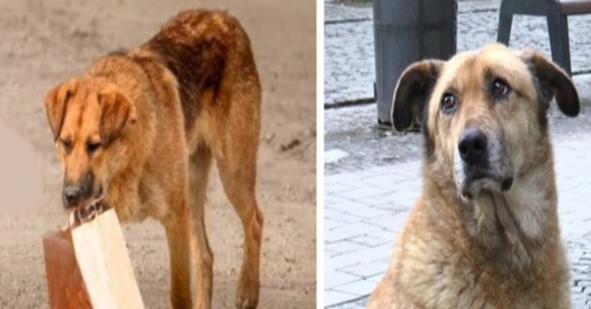 Il cane veniva tutti i giorni a prendere del cibo e lo portava in un sacco fino al sottopassaggio. L’uomo lo seguì