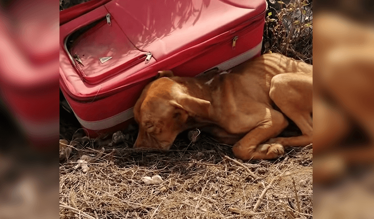 Puppy è abbandonato in mezzo al nulla in una valigia, ma non ha smesso di lottare