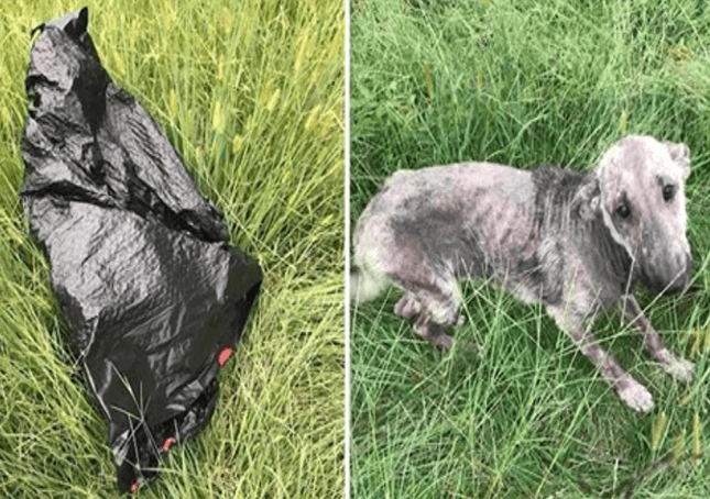 Il cane di una donna piange in preda all’angoscia dopo aver trovato un cane malato vicino a un sacco della spazzatura