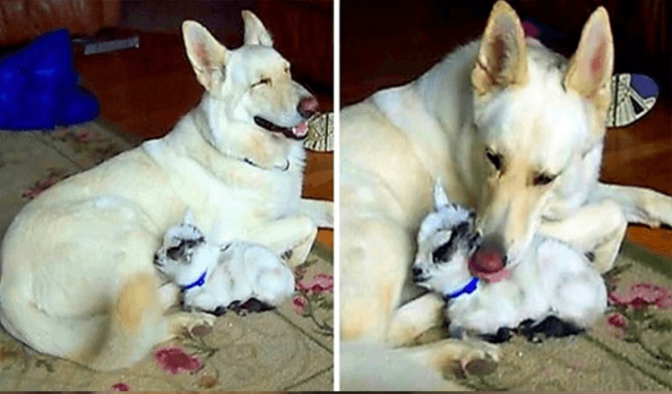 Il pastore tedesco bianco adotta una capretta pigmea e la coccola come se fosse il suo cucciolo