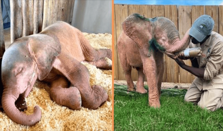 Elefante albino salvato dal laccio del bracconiere si è ripreso completamente