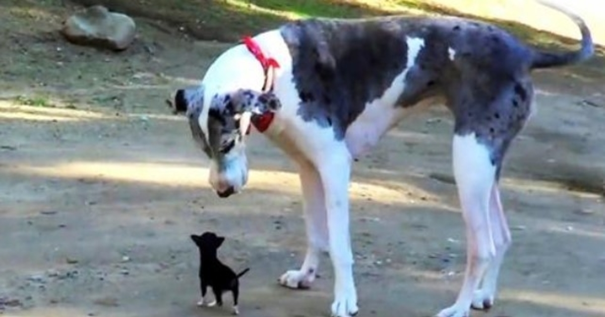 Minuscolo cucciolo fugge dal canile e cerca di fare amicizia con un cane di grossa taglia