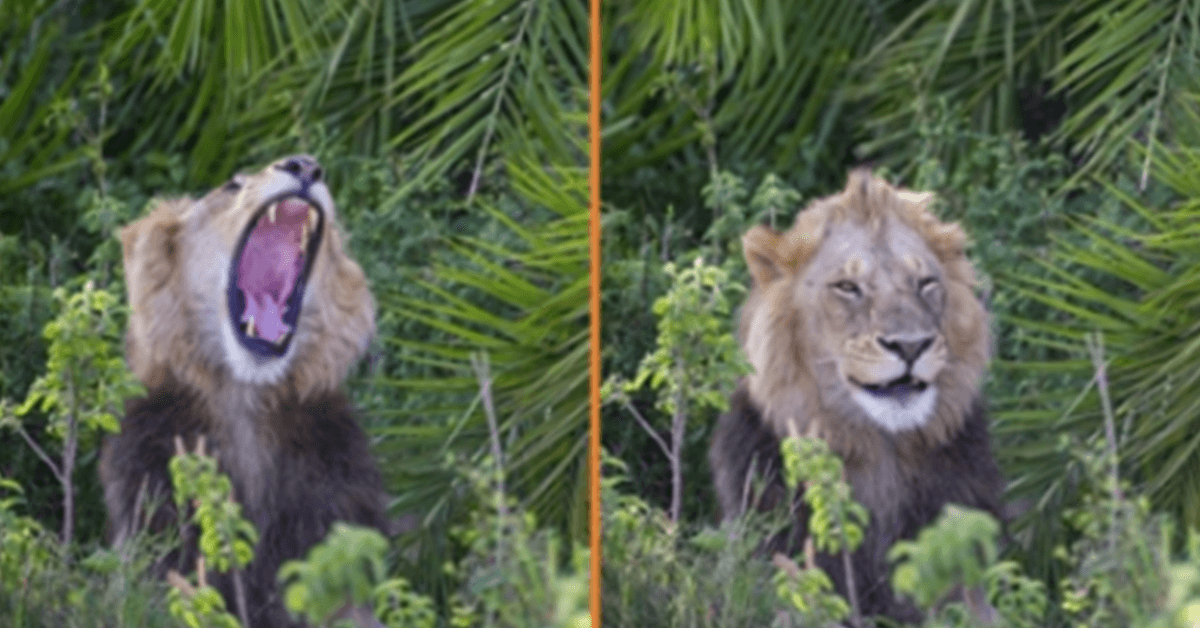 Leone sorprende il fotografo con un ruggito spaventoso, poi gli fa l’occhiolino e gli sorride