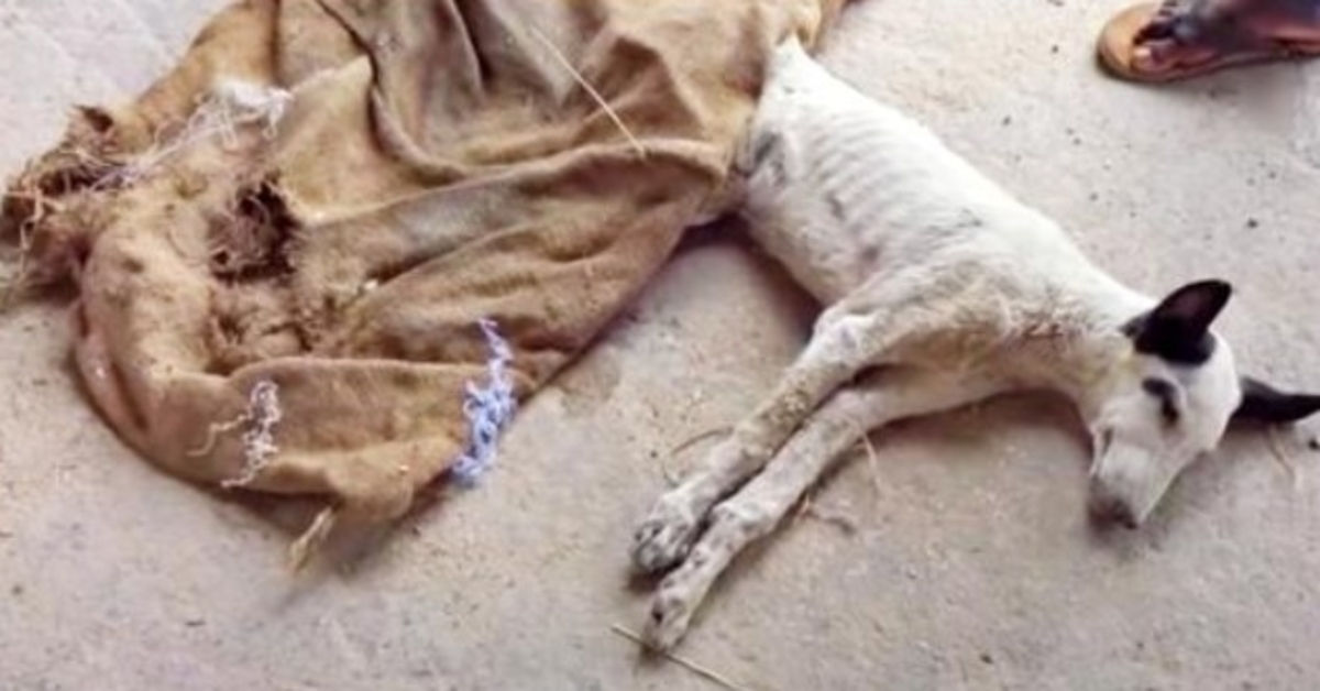 L’uomo ha notato un cane che è morto di fame, lo ha coperto e la sua testa è saltata su