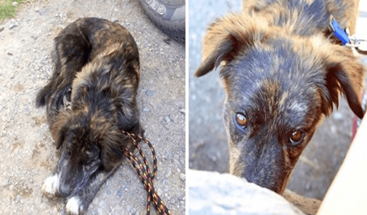 Una coppia in viaggio trova un cane solo alla stazione di servizio, il cane li implora di aiutarla