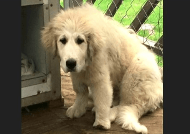 Cucciolo dei Grandi Pirenei trascurato con zampa deformata ottiene una seconda possibilità