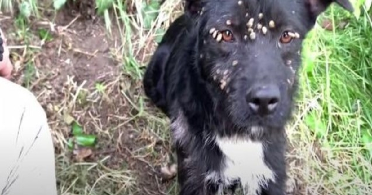 Cane triste abbandonato coperto di zecche e legato a un palo salvato