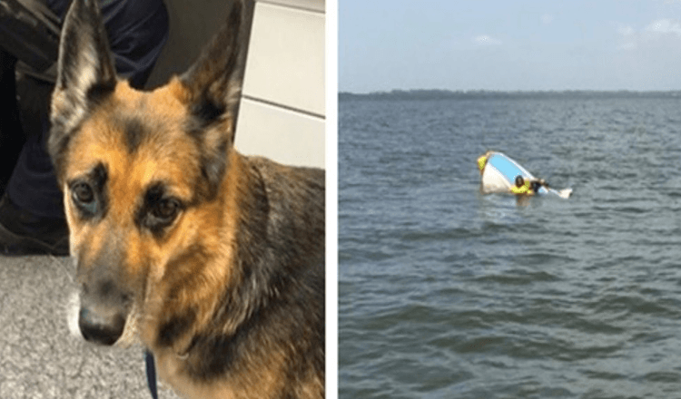 Cane calpesta l’acqua per 11 ore per aiutare a salvare il proprietario dopo che la sua barca è affondata