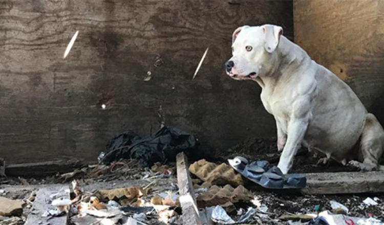 Il cane che è stato incatenato dopo che il suo padrone è stato assassinato è finalmente libero dall’incubo