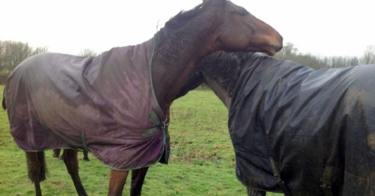 Il cavallo vede il suo migliore amico dopo 4 lunghi anni, perde il controllo e impazzisce di gioia