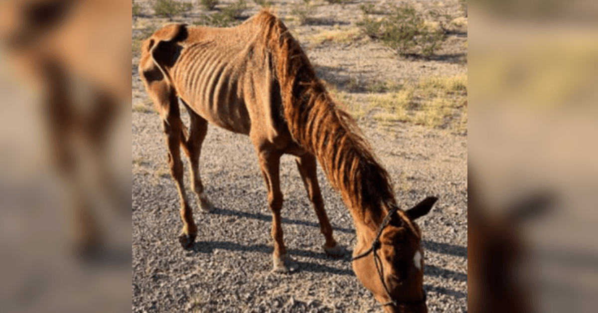 Cavallo da corsa emaciato abbandonato nel deserto salvato da un gruppo di salvataggio degli animali in Arizona