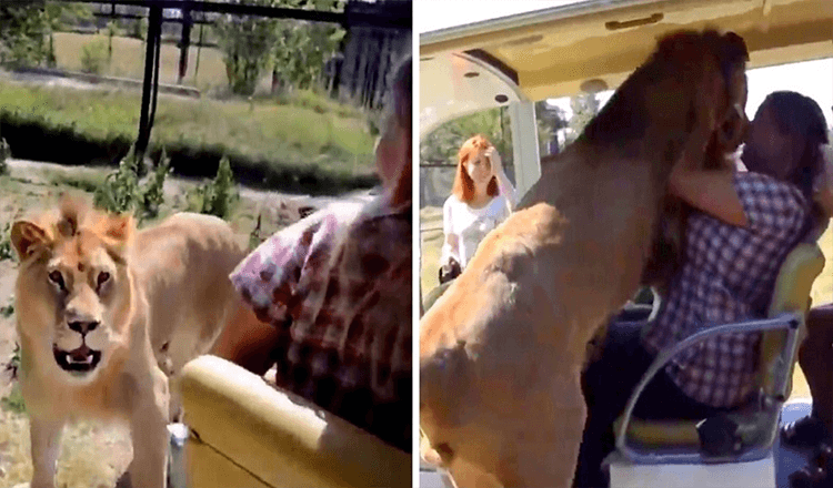 Wild Lion salta su un veicolo da safari aperto e va dritto verso il volto di una donna