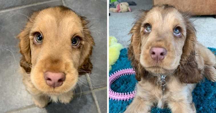 Incontra Winnie, il Cocker Spaniel con gli occhi più belli del mondo