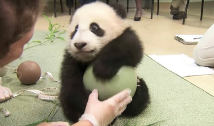 Hanno provato a prendere la palla da Panda, lui fa i capricci più adorabili