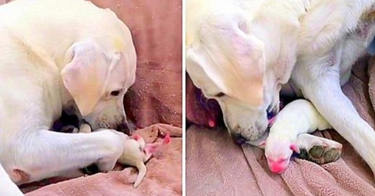 Mama Dog cerca disperatamente di salvare il suo cucciolo più debole e il più piccolo della sua cucciolata