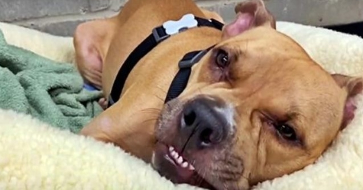 Anche con 4 gambe paralizzate, il pitbull indesiderato ha mantenuto il suo spirito combattivo